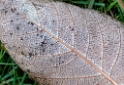 4711 Blatt-SAM_0741-1-Kopie